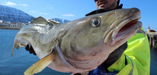 Island ProFishing Bild Island ProFishing Bild